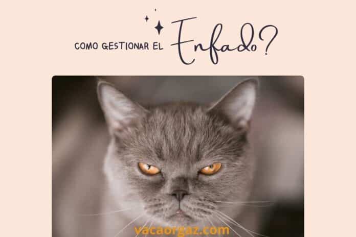 Cómo gestionar el enfado